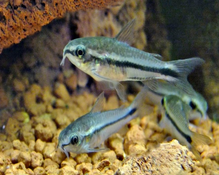 Pygmy Corydoras ~ 1cm